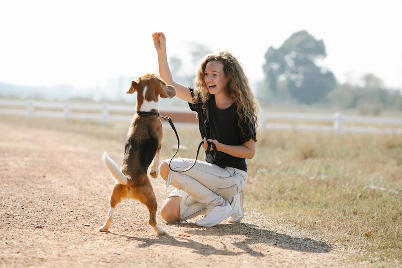 Century Dog Training Case Study